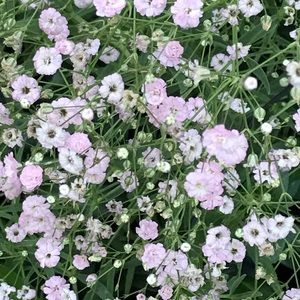 You’re Flowers🌸In My Posh Garden🌸I Love MyGarden